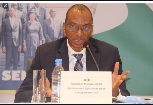 Kolda/ Pr. Moussa Baldé, Ministre de l’agriculture: Un adepte de logique dans sa démarche politique Kolda/ Pr. Moussa Baldé, Ministre de l’agriculture: Un adepte de logique dans sa démarche politique