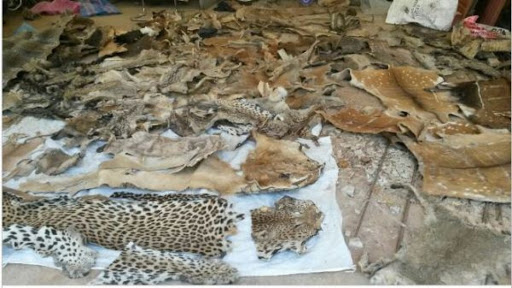 Tambacounda: Les trois trafiquants de faune condamnés Tambacounda: Les trois trafiquants de faune condamnés