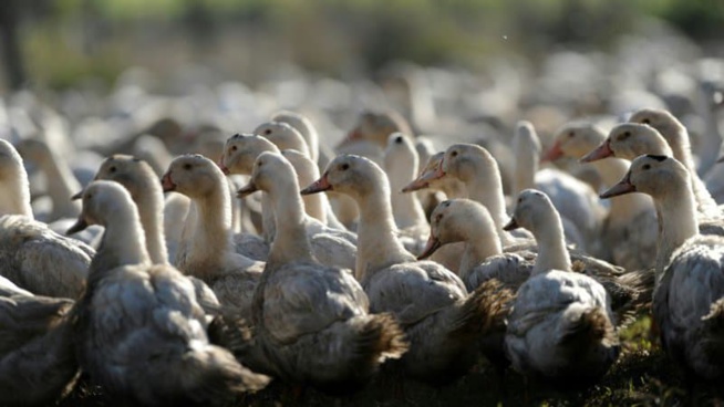 Grippe aviaire: les nouveaux foyers en recul, une sortie de crise se dessine