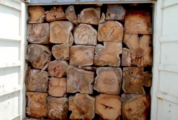 22 containers saisis, un suspect arrêté : la Gambie pose des actes qui rassurent contre le trafic de bois 22 containers saisis, un suspect arrêté : la Gambie pose des actes qui rassurent contre le trafic de bois