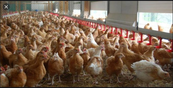 Grippe aviaire: La surveillance maintenue malgré la maîtrise du foyer de Pout Grippe aviaire: La surveillance maintenue malgré la maîtrise du foyer de Pout