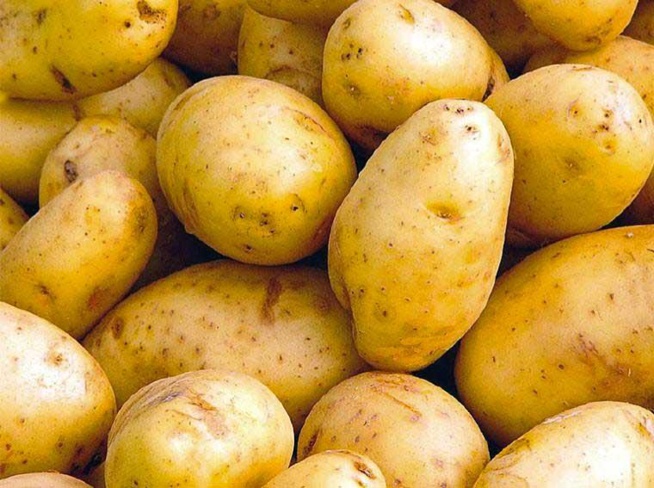 Risque de pourrissement de tonnes de pommes de terres: l'Association des producteurs des Niayes accuse Seneguindia et l'Arm Risque de pourrissement de tonnes de pommes de terres: l'Association des producteurs des Niayes accuse Seneguindia et l'Arm