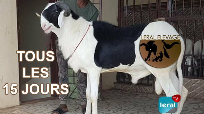 "Leral élevage", une nouvelle émission bientôt disponible sur Leral Tv "Leral élevage", une nouvelle émission bientôt disponible sur Leral Tv