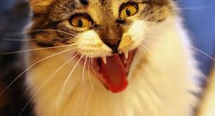Un avion soudanais rentre à l'aéroport à cause d'un chat Un avion soudanais rentre à l'aéroport à cause d'un chat