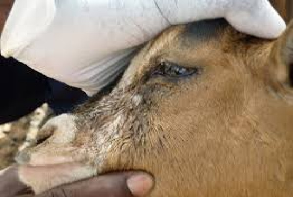 Les calamités s’enchaînent: La peste des petits ruminants détectée à Kédougou, 200 animaux morts Les calamités s’enchaînent: La peste des petits ruminants détectée à Kédougou, 200 animaux morts