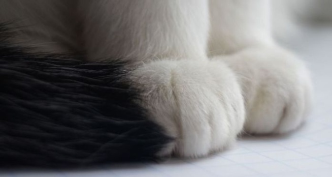 Un livreur vole un chat pour chasser les souris de son restaurant parisien Un livreur vole un chat pour chasser les souris de son restaurant parisien