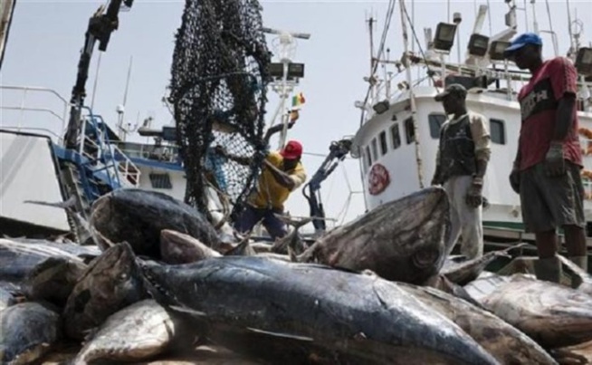 Accords de pêche : «Le Sénégal gagne moins de 10 milliards en 5 ans», révèle Moustapha Dieng, syndicaliste