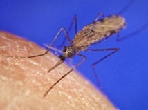 Paludisme : des moustiques immunisés contre le parasite Paludisme : des moustiques immunisés contre le parasite