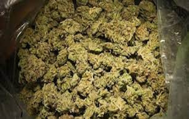 Trafic de drogue : plus d’une tonne de chanvre indien saisie sur la Petite Côte Trafic de drogue : plus d’une tonne de chanvre indien saisie sur la Petite Côte