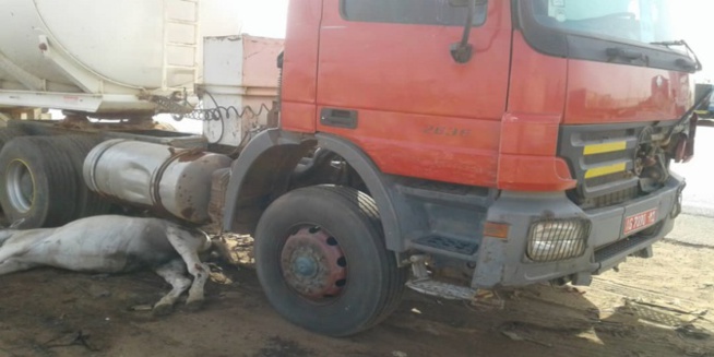Mbacké: Un camion heurte une charrette et tue sur le coup une mineure... Mbacké: Un camion heurte une charrette et tue sur le coup une mineure...