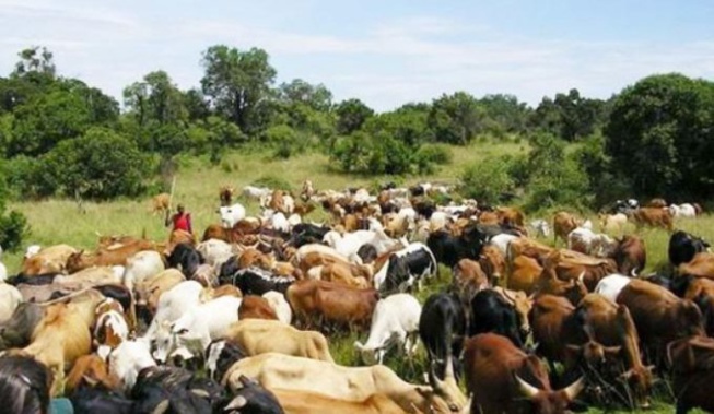 Vol de bétail à Goudomp: Un fléau transfrontalier aux racines profondes Vol de bétail à Goudomp: Un fléau transfrontalier aux racines profondes