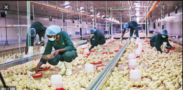 Agro-industrie: Une intensification des aménagements agricoles encouragée Agro-industrie: Une intensification des aménagements agricoles encouragée