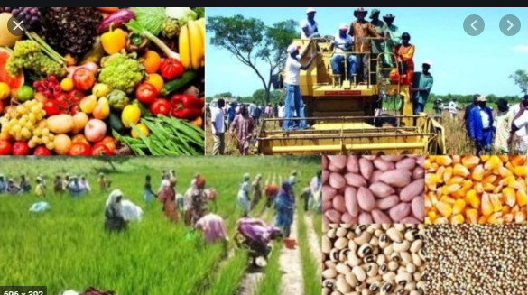 Campagne agricole 2021-2022 : Macky Sall satisfait du déroulement Campagne agricole 2021-2022 : Macky Sall satisfait du déroulement