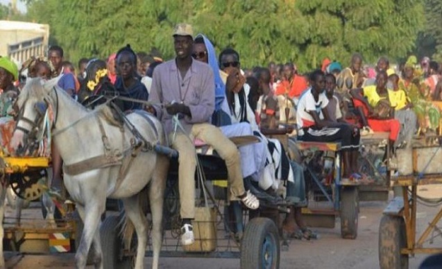 Vers une ruralisation de Dakar: Après les charrettes à cheval, les ânes arrivent ! Vers une ruralisation de Dakar: Après les charrettes à cheval, les ânes arrivent !