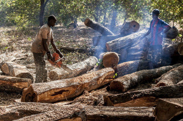 Casamance / Coupe illicite de bois: Près de 94 millions FCfa de recettes en 2020 Casamance / Coupe illicite de bois: Près de 94 millions FCfa de recettes en 2020