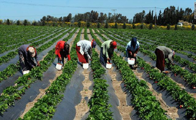 La production horticole à Cayar menacée: Les populations « déchirent » la licence d’exploration minière octroyée à une société privée