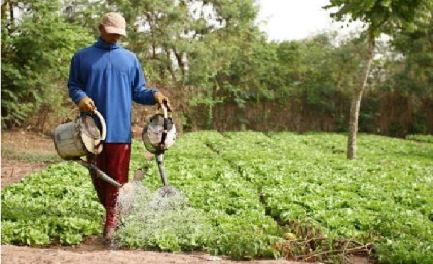 Echecs successifs de la campagne agricole: Les paysans du Saloum soupçonnent Macky Sall de soutenir le ministre de l’Agriculture