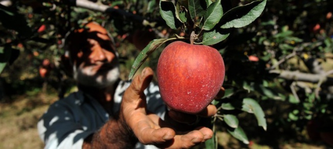 Et si Adam et Eve n’avaient pas croqué dans une pomme, mais dans une …