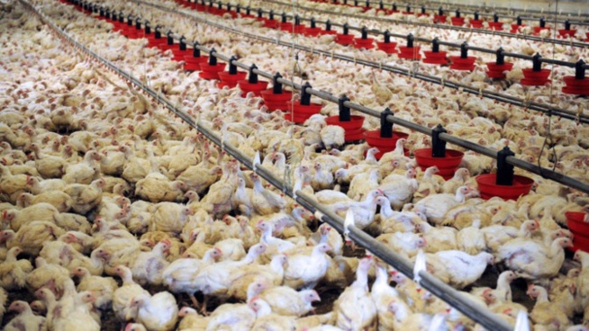 Korité/Approvisionnement du marché en poulets: Les assurances de l'Ipas malgré une "tension" en vue sur... Korité/Approvisionnement du marché en poulets: Les assurances de l'Ipas malgré une "tension" en vue sur...