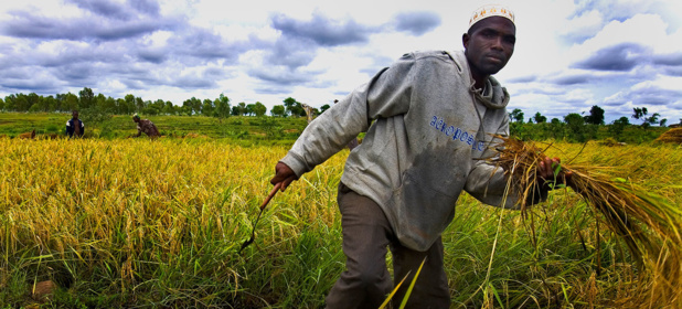 Renforcer la sécurité alimentaire en Afrique (FAO) Renforcer la sécurité alimentaire en Afrique (FAO)