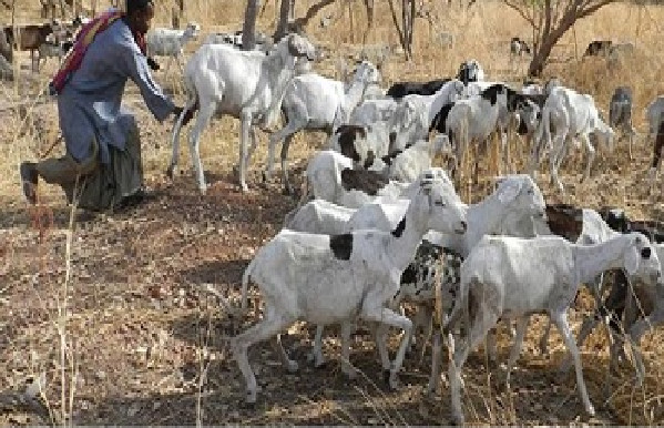 Vol de bétail à Goudiry : Le ras le bol des éleveurs qui haussent le ton Vol de bétail à Goudiry : Le ras le bol des éleveurs qui haussent le ton