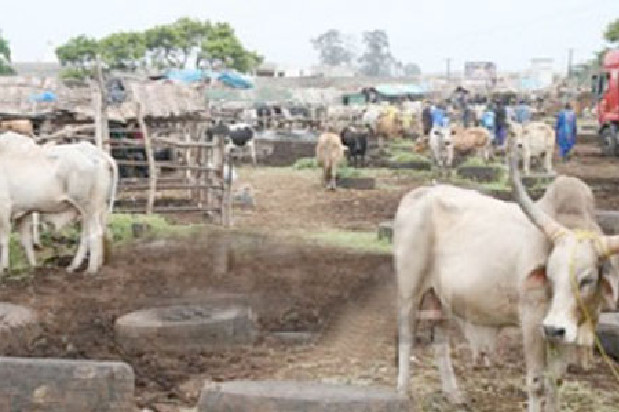 Vive tension au parc des gros ruminants de Diamaguéne Sicap Mbao : les éleveurs interpellent le Président Macky Sall Vive tension au parc des gros ruminants de Diamaguéne Sicap Mbao : les éleveurs interpellent le Président Macky Sall