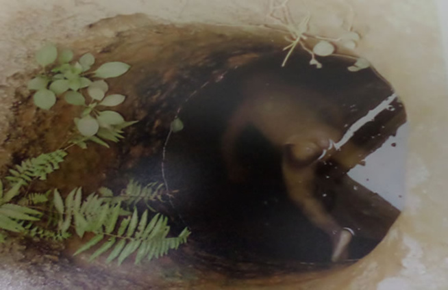 Gambie sous Jammeh : Des Sénégalais tués, les corps des victimes jetés dans un puits en Casamance Gambie sous Jammeh : Des Sénégalais tués, les corps des victimes jetés dans un puits en Casamance