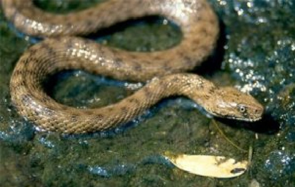 Présence de chiens, de reptiles, pollution...: «Les typhas dans les bassins constituent un danger pour les populations», selon les riverains Présence de chiens, de reptiles, pollution...: «Les typhas dans les bassins constituent un danger pour les populations», selon les riverains