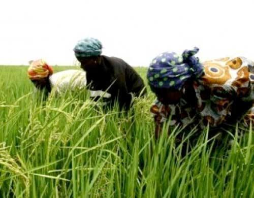 Somnolence du gouvernement : le Sénégal en de ça de l’autosuffisance alimentaire Somnolence du gouvernement : le Sénégal en de ça de l’autosuffisance alimentaire