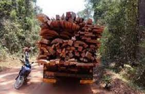 Trafic de bois en Casamance : 45.000 ha de forêts perdus chaque année