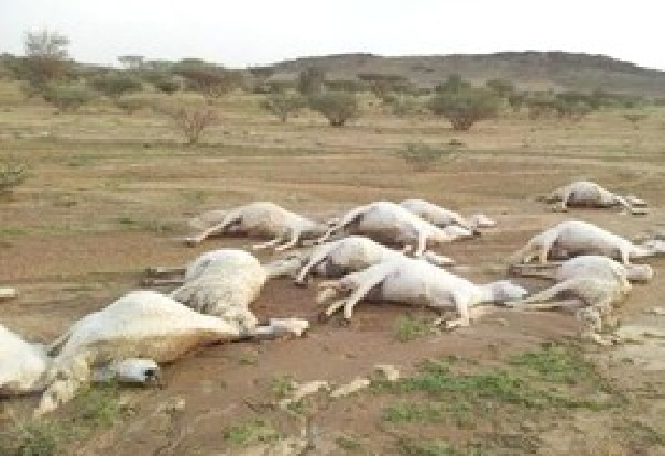 Fortes pluies à Linguère : La foudre tue 7 béliers