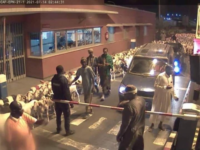 Autoroute à péage: Un troupeau de moutons de Farba Ngom en divagation, signalé Autoroute à péage: Un troupeau de moutons de Farba Ngom en divagation, signalé