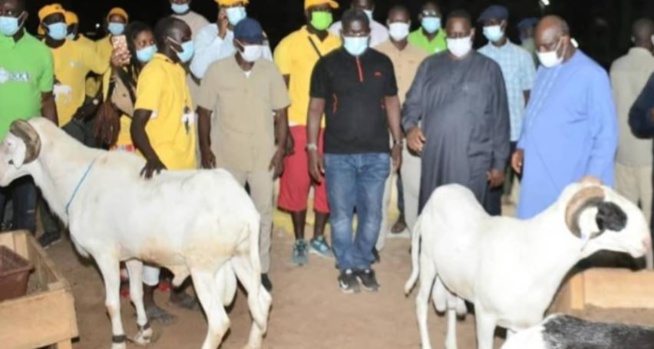 Macky Sall offre 5000 moutons de Tabaski, « sans condition de coloration politique »
