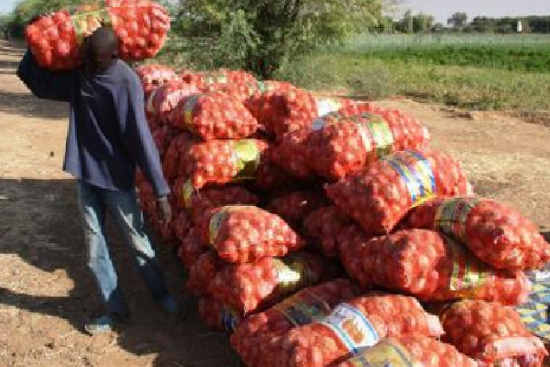 Oignons: Les producteurs sollicitent l’aide de l’Etat