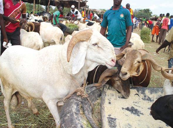 Le "tanku ndieukké", ce casse-tête des jeunes mariées Le "tanku ndieukké", ce casse-tête des jeunes mariées