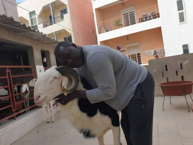 Balla Gaye 2 offre un ladoume de3.500.000f à père Tapha Gueye Balla Gaye 2 offre un ladoume de3.500.000f à père Tapha Gueye