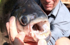 Alerte Maxima : Un poisson mangeur de testicules qui sème la panique dans les eaux sénégalaises!