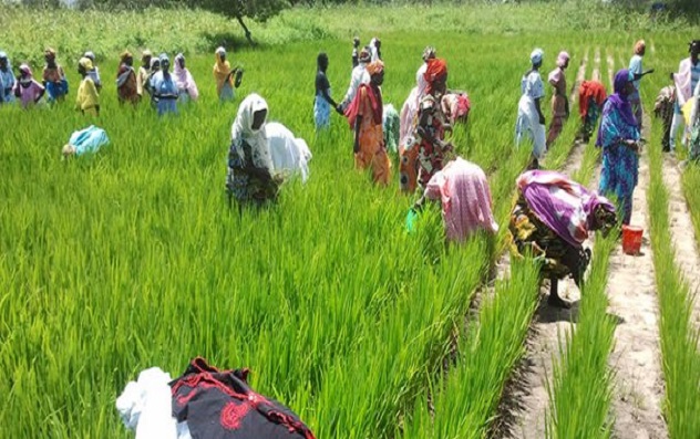 Reprise des pluies a Linguère : L'espoir renaît chez le monde paysan