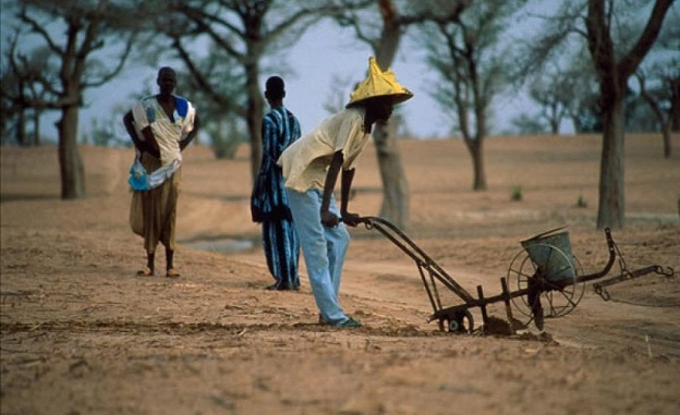 Manque d’eau grave à Ndoyene Peulh : Des agriculteurs morcellent leurs champs, des éleveurs poussés à la transhumance Manque d’eau grave à Ndoyene Peulh : Des agriculteurs morcellent leurs champs, des éleveurs poussés à la transhumance