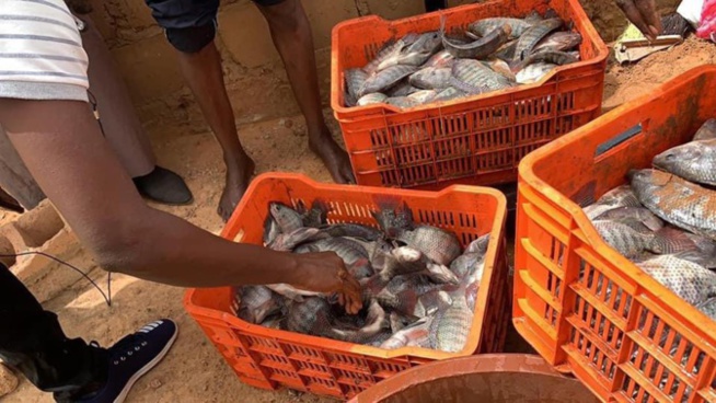 Première « récolte » de poissons du bassin piscicole de Kilim (Ouarkhokh, Djolof)