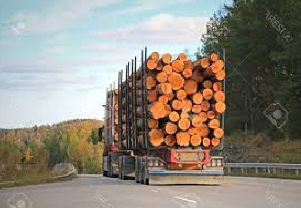 Arrestation d’un camion remorque chargé de bois à Sansamba- Sèdhiou : Les jeunes s’érigent en boucliers contre le trafic