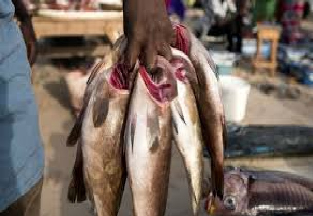 Rareté du poisson : Même les vendeurs tirent le diable par la queue Rareté du poisson : Même les vendeurs tirent le diable par la queue