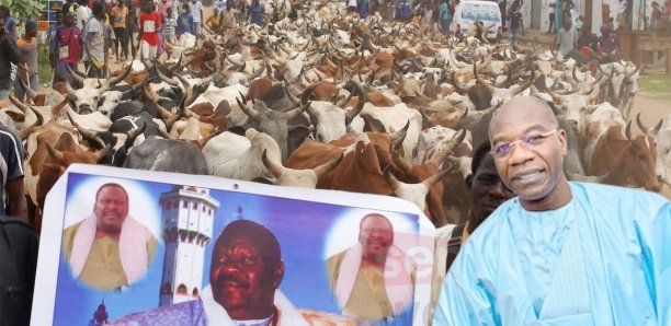 2830 bœufs en route pour Touba en attendant.... Serigne Saliou Ndigueul Thioune delloone na boum sa mboy mboy 2830 bœufs en route pour Touba en attendant.... Serigne Saliou Ndigueul Thioune delloone na boum sa mboy mboy