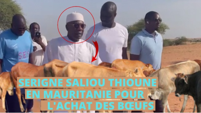MAGAL TOUBA:2830 bœufs en route pour Touba en attedant,Serigne Saliou Ndigueul Thioune delone na boum sa mboy mboy MAGAL TOUBA:2830 bœufs en route pour Touba en attedant,Serigne Saliou Ndigueul Thioune delone na boum sa mboy mboy
