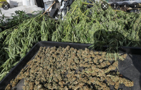 Saly: Un vigile cultivateur de chanvre indien, arrêté Saly: Un vigile cultivateur de chanvre indien, arrêté