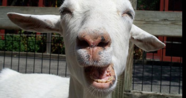 Affaire de zoophilie à Louga: Un jeune ouvrier âgé de 21 ans couchait avec une chèvre Affaire de zoophilie à Louga: Un jeune ouvrier âgé de 21 ans couchait avec une chèvre