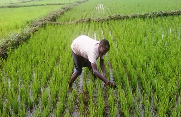 Amadou Methiour Ndiaye, Ingénieur Agronome à la retraite : «L’hivernage de l’année dernière est meilleur que celui-ci» Amadou Methiour Ndiaye, Ingénieur Agronome à la retraite : «L’hivernage de l’année dernière est meilleur que celui-ci»