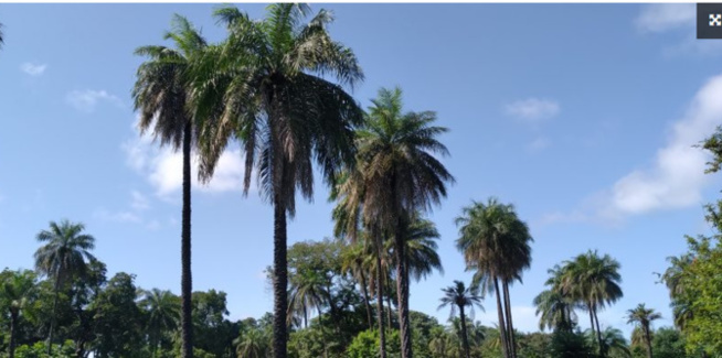 Bignona: Des palmeraies menacées de disparition Bignona: Des palmeraies menacées de disparition