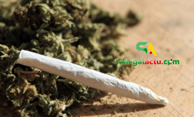 Thiès: Après l’arrestation d’un dealer, son épouse tombe avec 2,3 kg de drogue (BRS)