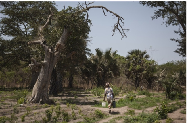 Bokidiawé: Un collectif proteste contre le lotissement d’un site de 114 hectares Bokidiawé: Un collectif proteste contre le lotissement d’un site de 114 hectares